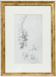 Attrib. John Cluysenaar (1899-1986) - Graphite Drawing, Botanical Study 