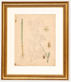 19th Century Watercolour - Study of Chaerophyllum Bulbosum