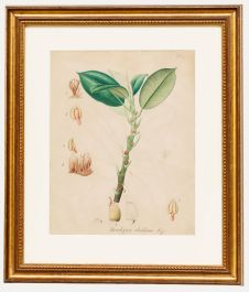 19th Century Watercolour - Study of Urostigma Elastirum