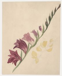 Sophia Katherine Charleton (1789-1844) - Watercolour, Wild Gladiolus 