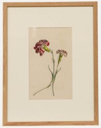 Ms Taylor - Early 19th Century Watercolour, Carnations