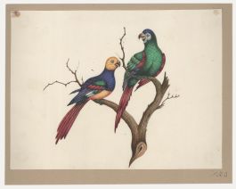 Sophia Katherine Charleton (1789-1844) - Watercolour, Perching Parrots