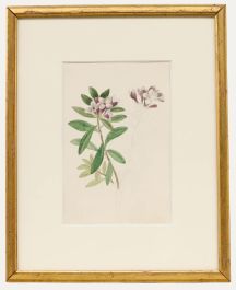 Sophia Katherine Charleton (1789-1844) - Watercolour, Daphne Sericea