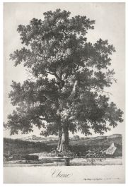 Antoine-Pierre Mongin (1761-1827) - 1816 Lithograph, Chene
