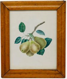 English School 19th Century Watercolour - Study of Pears on a Branch