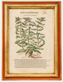16th Century Engraving - Gentiana