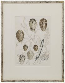 Mary Grierson - 20th Century Watercolour, Seabirds' Eggs