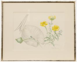 Mary Grierson - 1980 Watercolour, Yellow Water Lily