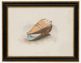 R. Ackermann - 19th Century Lithograph, Harpulina lapponica