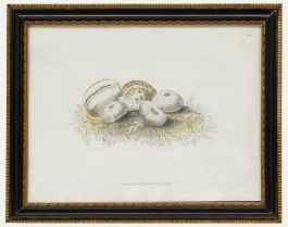 R. Ackermann - 19th Century Lithograph, Sea Urchins and Cypraea