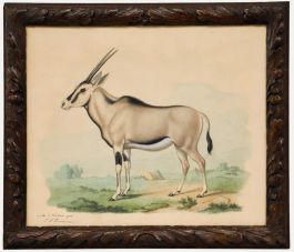 Theodor Franz Zimmermann (1808-1880) - 19th Century Watercolour, Oryx