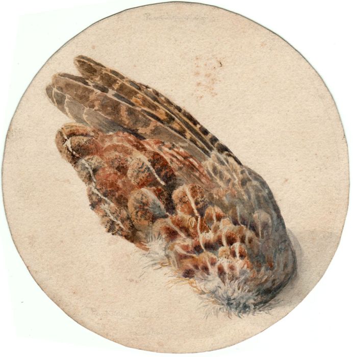 E Sloane Stanley - 19th Century Watercolour Still Life - Dead Partridge