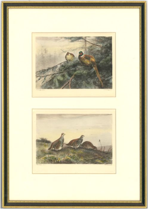 After George Edward Lodge - 20th Century Photogravures, Grouse and Pheasants