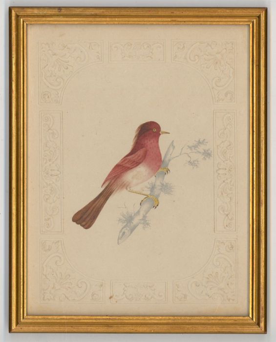 S. F. Ferguson - Gilt Framed 1845 Watercolour, The House Finch