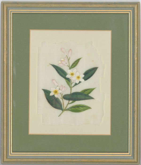 Framed 19th Century Cantonese Gouache on Pith Paper - White Jasmine Flowers