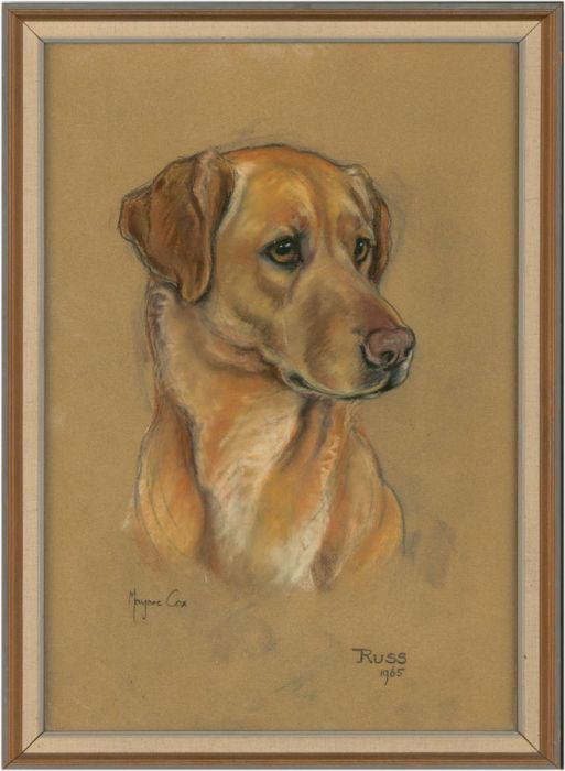 Marjorie Cox (1915-2003) - Signed and Framed 1965 Pastel, A Labrador, 'Russ'