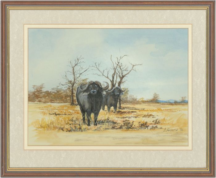 James Frank Adams (1923-2008) - 1994 Watercolour, Water Buffalo