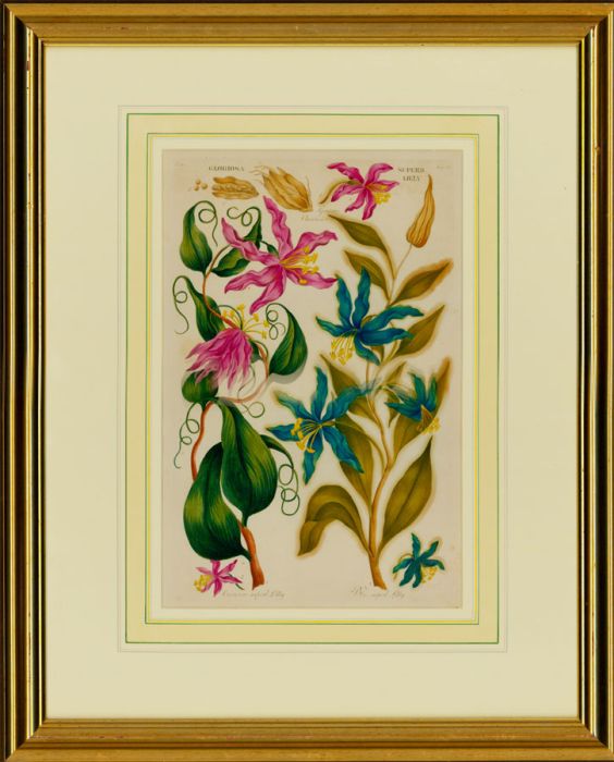 Large Gilt Framed 20th Century Engraving - Botanical Study of Lilies