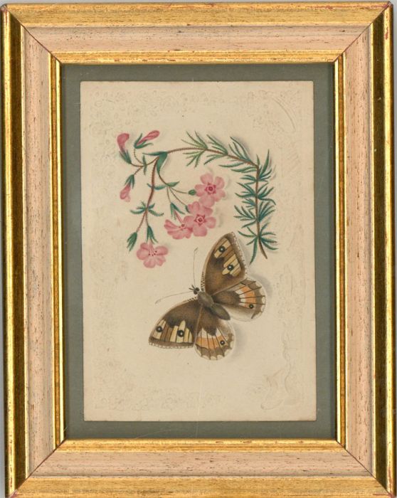 Framed Miniature 19th Century Watercolour - Study of a Butterfly