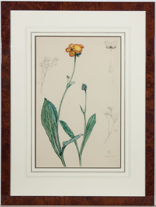 Walter Taylor (1875-1965) - Signed & Framed 1909 Watercolour, Marigold Study