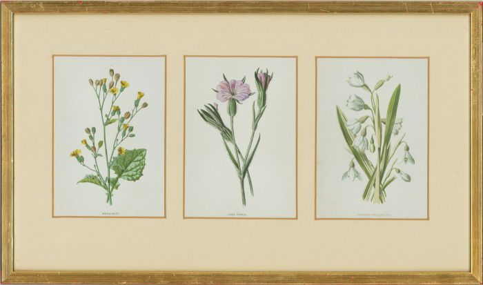 Mid 20th Century Lithographs - Six English Botanical Illustrations