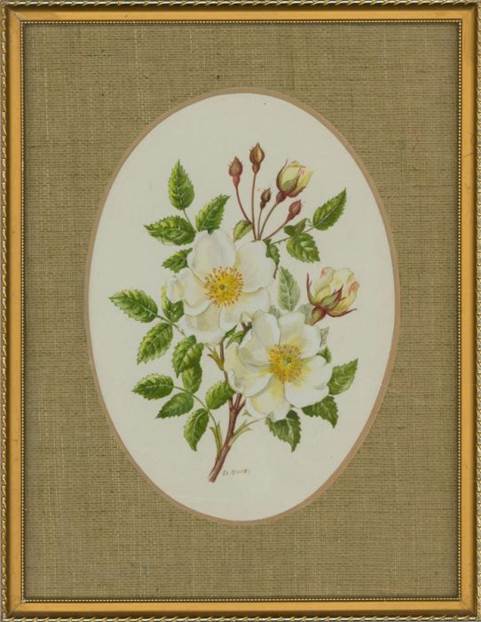 Dorothy Bovey - Fine Mid 20th Century Gouache, White Wild Roses