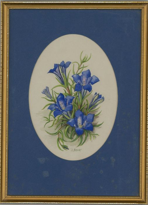 Dorothy Bovey - Fine Mid 20th Century Gouache, Blue Flowers