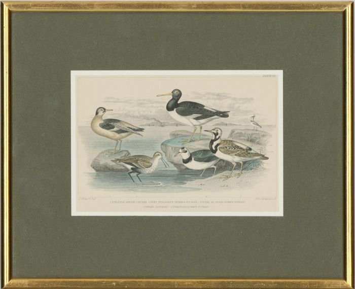 After James Stewart - Set of Six 19th Century Engraving, Animal Illustrations
