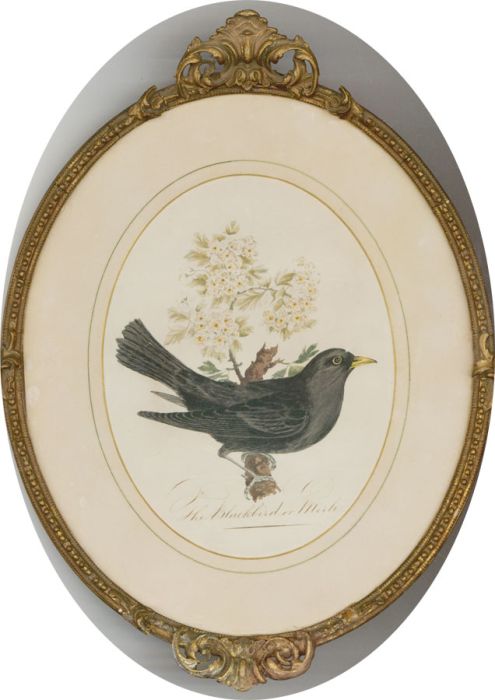Framed Late 19th Century Watercolour - The Blackbird or Merle