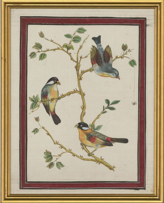 Framed Mid 20th Century Gouache - Birds on a Branch
