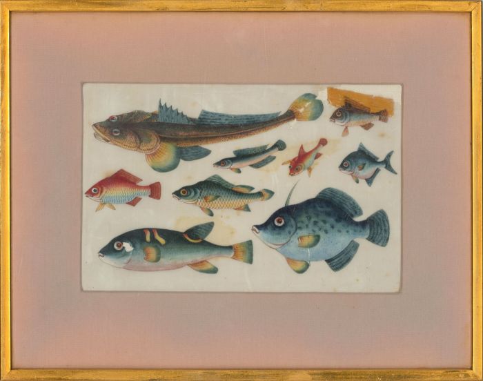 Framed Late 19th Century Watercolour - Chinese Fish