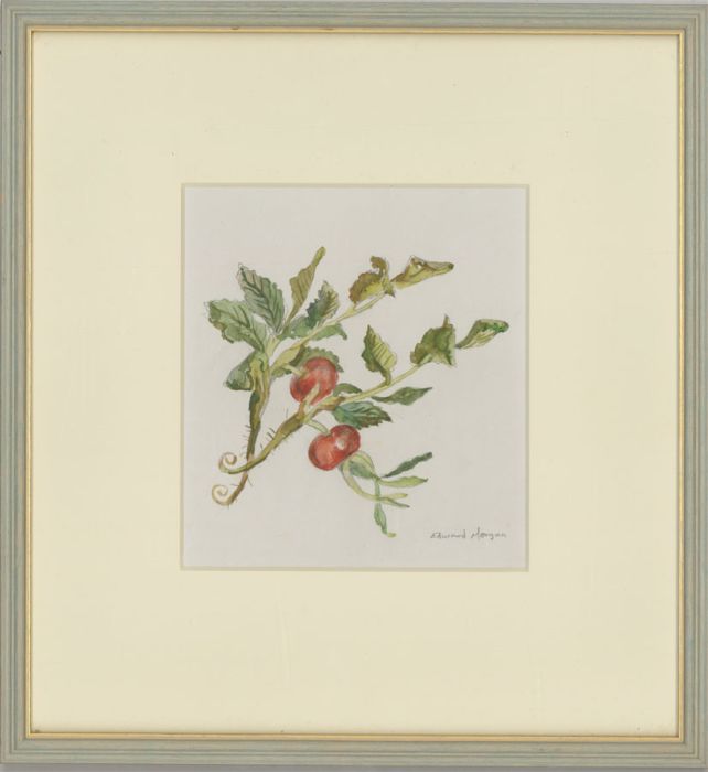Edward Morgan (1933-2009) - Signed & Framed 20th Century Watercolour, Rosehips