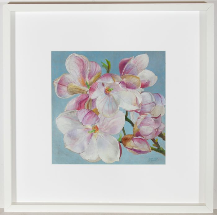 John Ivor Stewart PPPS (1936-2018) - Signed & Framed Oil, Magnolia × Soulangeana