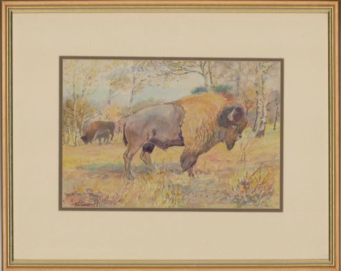 Henry E. Foster (1921-2010) - Signed & Framed 1968 Watercolour, Bison Family