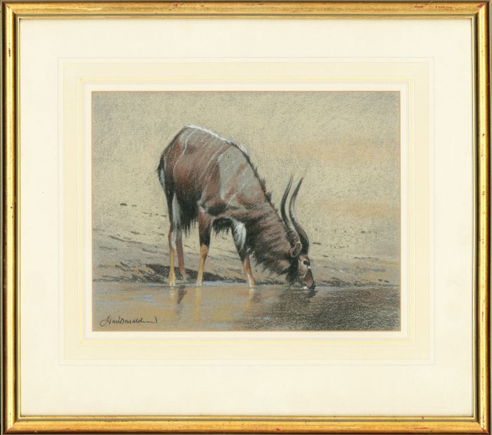 Kim Donaldson (b.1952) - Contemporary Pastel, Kudu