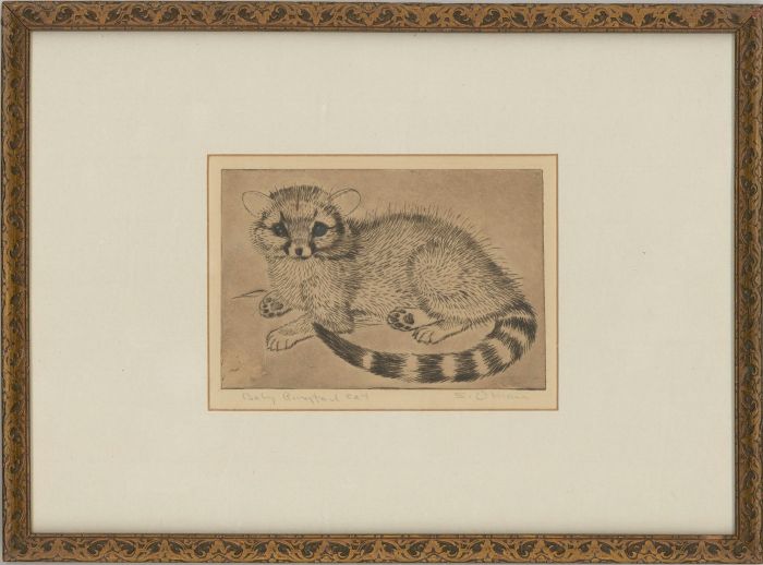 Sheridan Oman (1926-1995) - Framed Mid 20th Century Etching, Baby Ringtail Cat