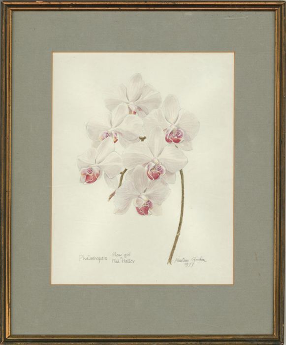 Alastair Gordon (1920-2002) - 1977 Watercolour, Phalaenopsis
