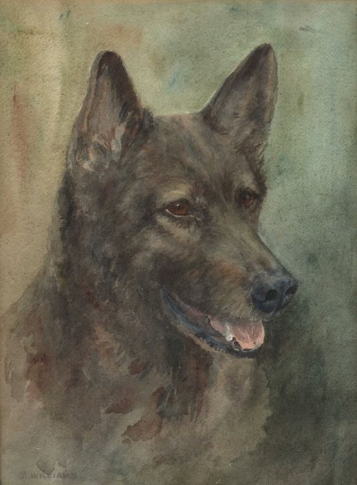 Watercolour of a Dog