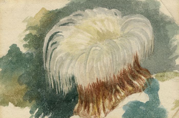 Attributed to John Ruskin - Mid 19th Century Watercolour, Sea Anemone