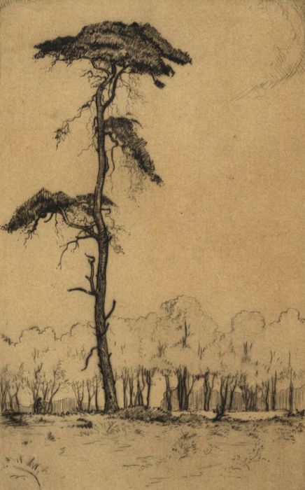 Early 20th Century Photogravure - Tree in Field. Signed