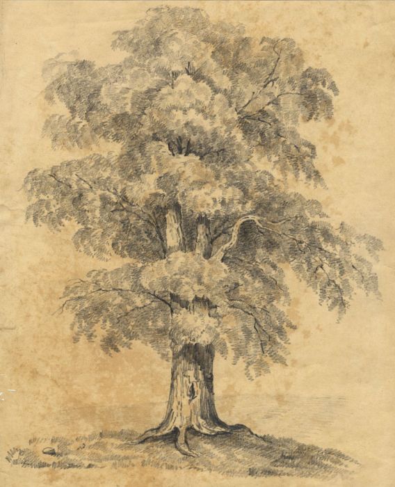 19th Century Graphite Drawing - A Tree