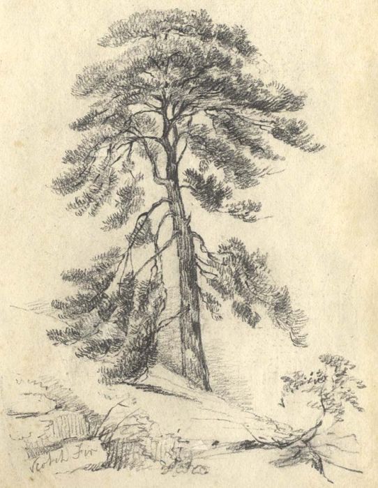 R Tregelles - 19th Century Graphite Drawing, Scotch Fir (Pine)