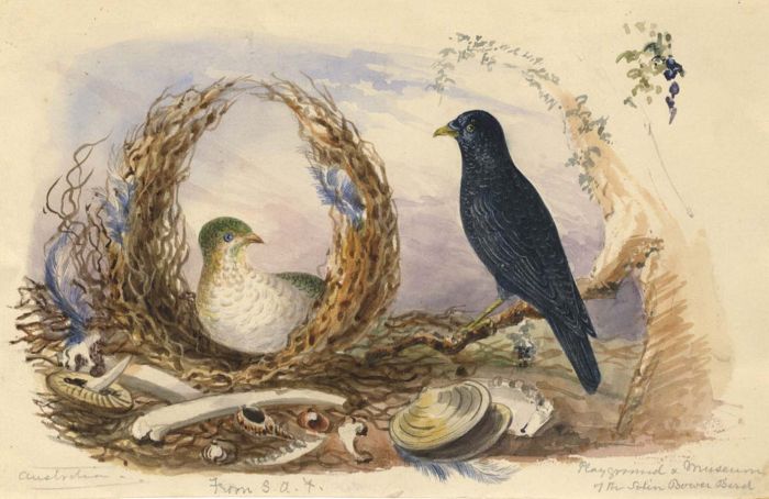 19th Century Watercolour - Satin Bower Bird