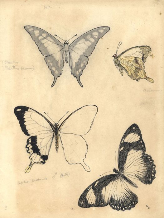 Millicent L. Woodforde - 1904 Pen and Ink Drawing, Butterfly Studies