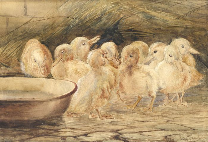 John Teasdale - Late 19th Century Watercolour, Ducklings