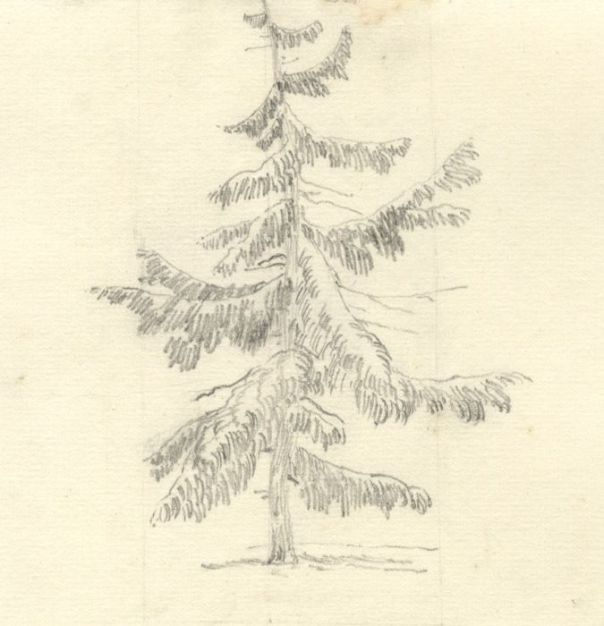 Lilly Gosset - 19th Century Graphite Drawing, Tree