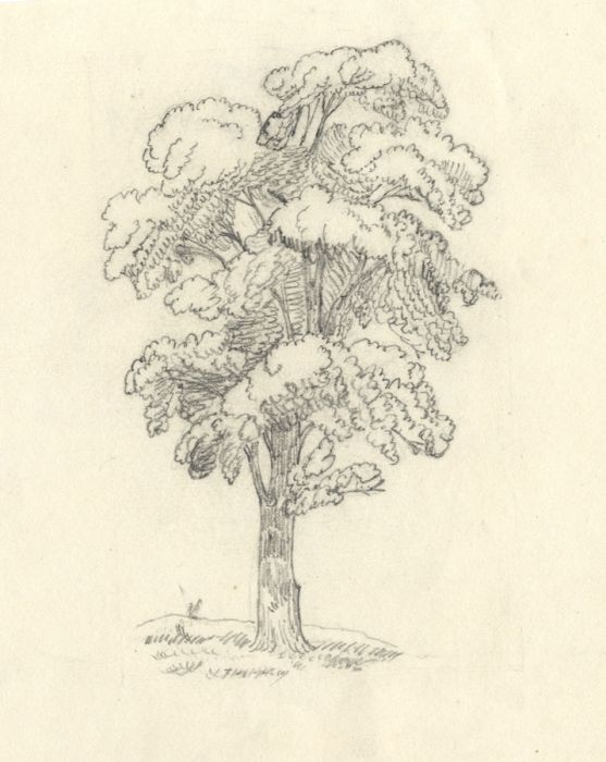 Lilly Gosset - 19th Century Graphite Drawing, Tree