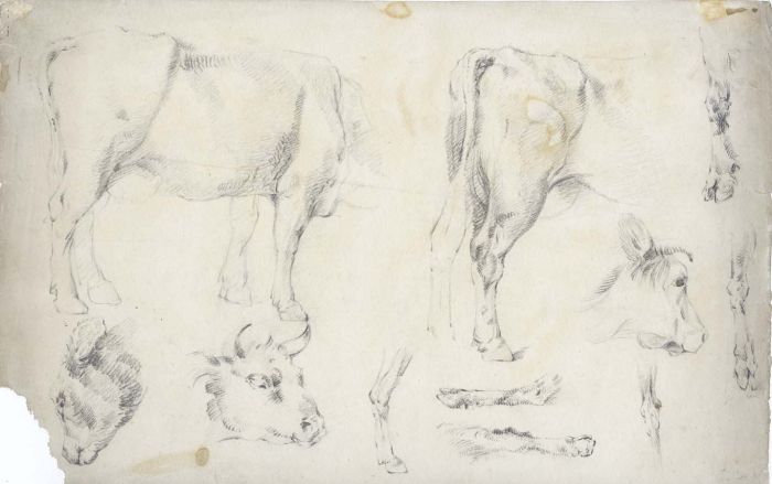 Early 19th Century Graphite Drawing - Studies of a Cow