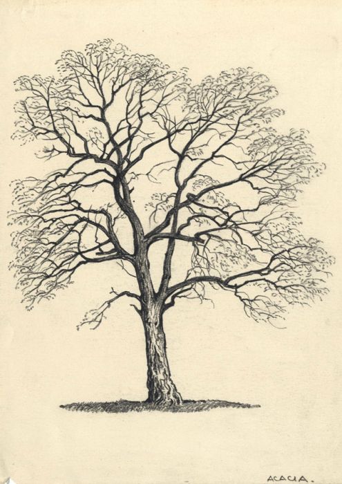 Adrian Hill - Mid 20th Century Charcoal Drawing, Acacia Tree