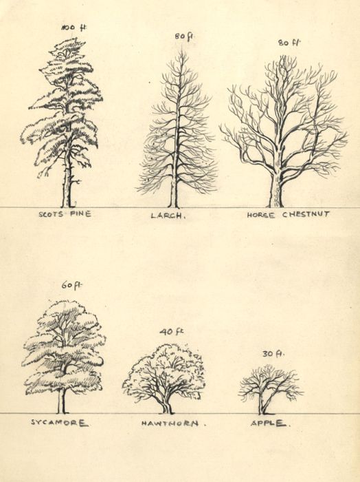 Adrian Hill - Early 20th Century Charcoal Drawing, Study of Tree Heights
